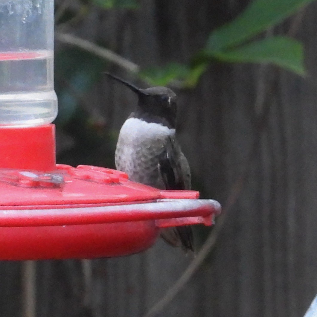 Black-chinned Hummingbird - ML646795448