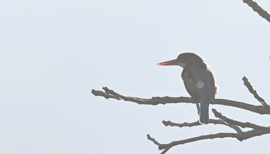 kastanjeisfugl - ML646795450