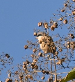 rustvarsler - ML646795455