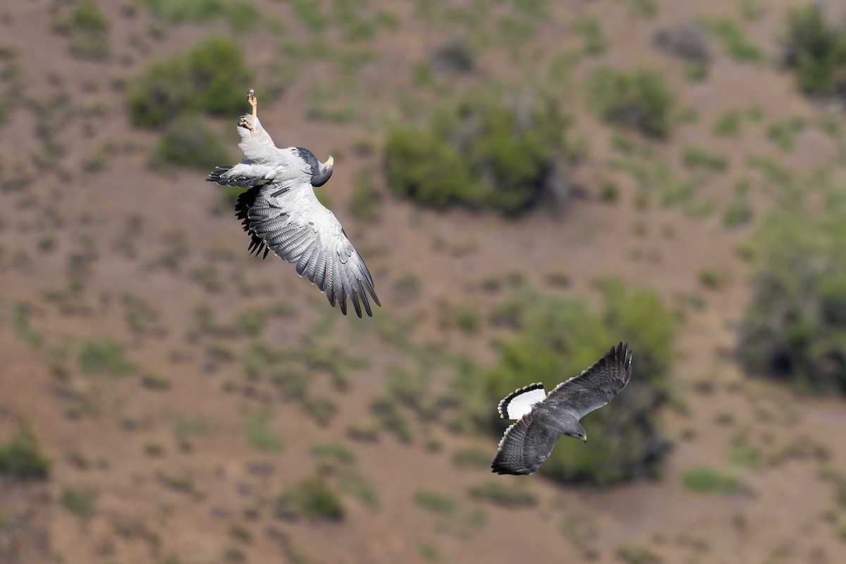 Black-chested Buzzard-Eagle - ML646795456