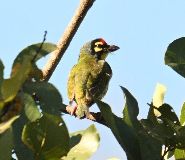 smedskjeggfugl - ML646795458