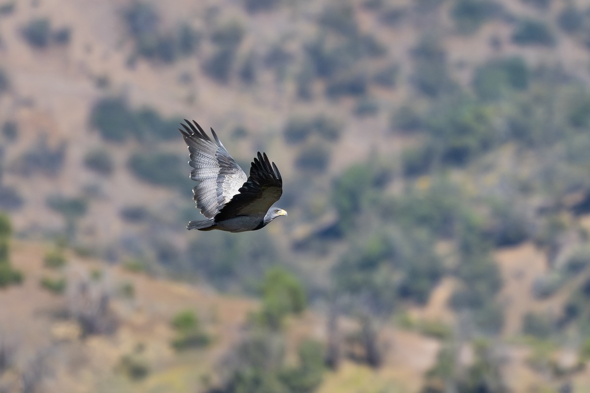 Black-chested Buzzard-Eagle - ML646795459