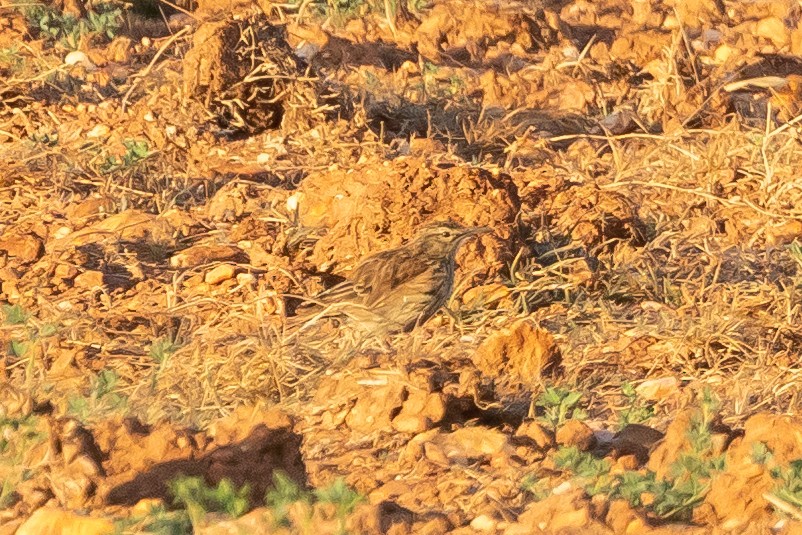 Cape Long-billed Lark (Agulhas) - ML646795460