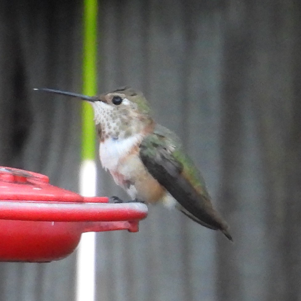 Rufous Hummingbird - ML646795463