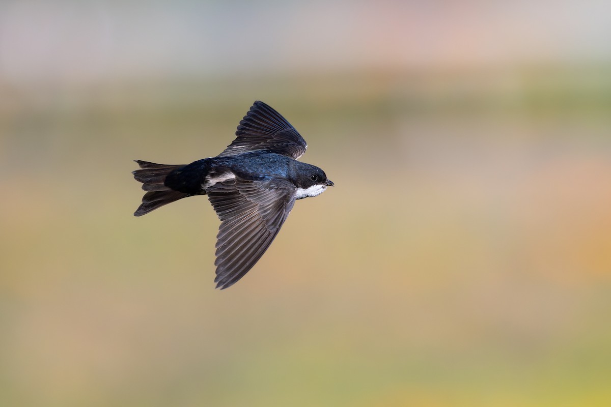 Blue-and-white Swallow - ML646795464