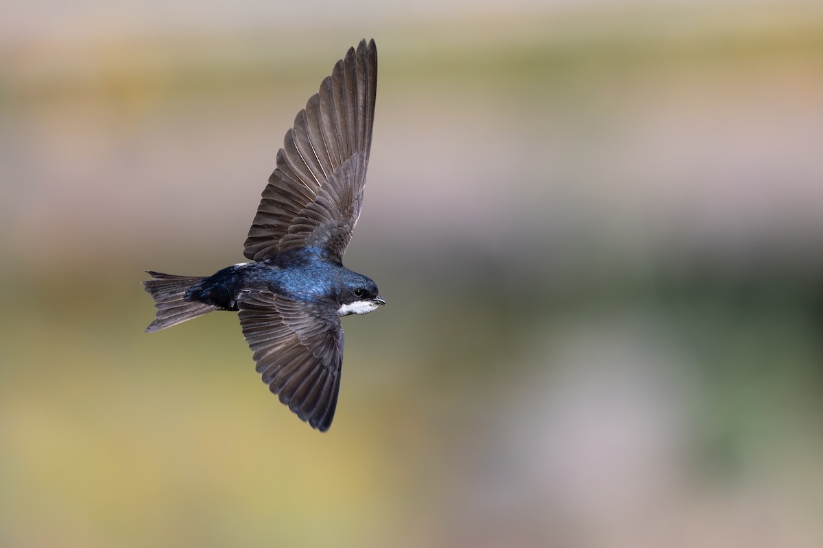Blue-and-white Swallow - ML646795465