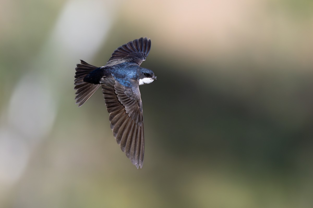 Blue-and-white Swallow - ML646795466
