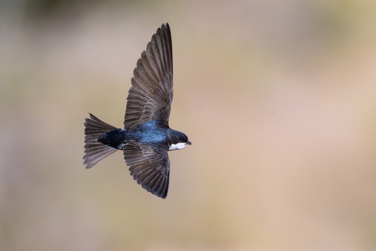 Blue-and-white Swallow - ML646795467