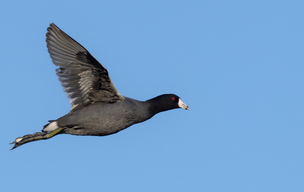 American Coot (Red-shielded) - ML646795468