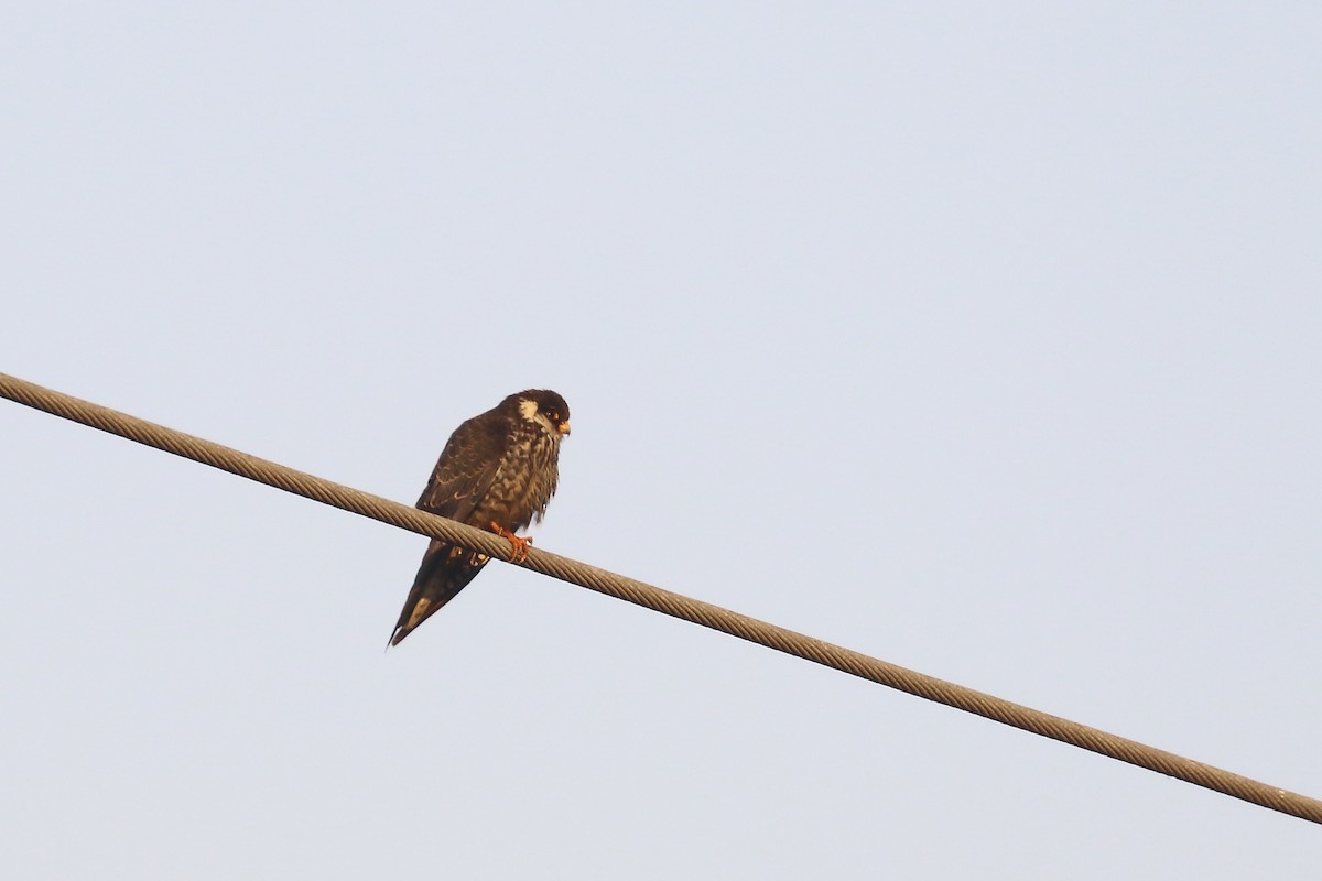 Amur Falcon - ML646795470