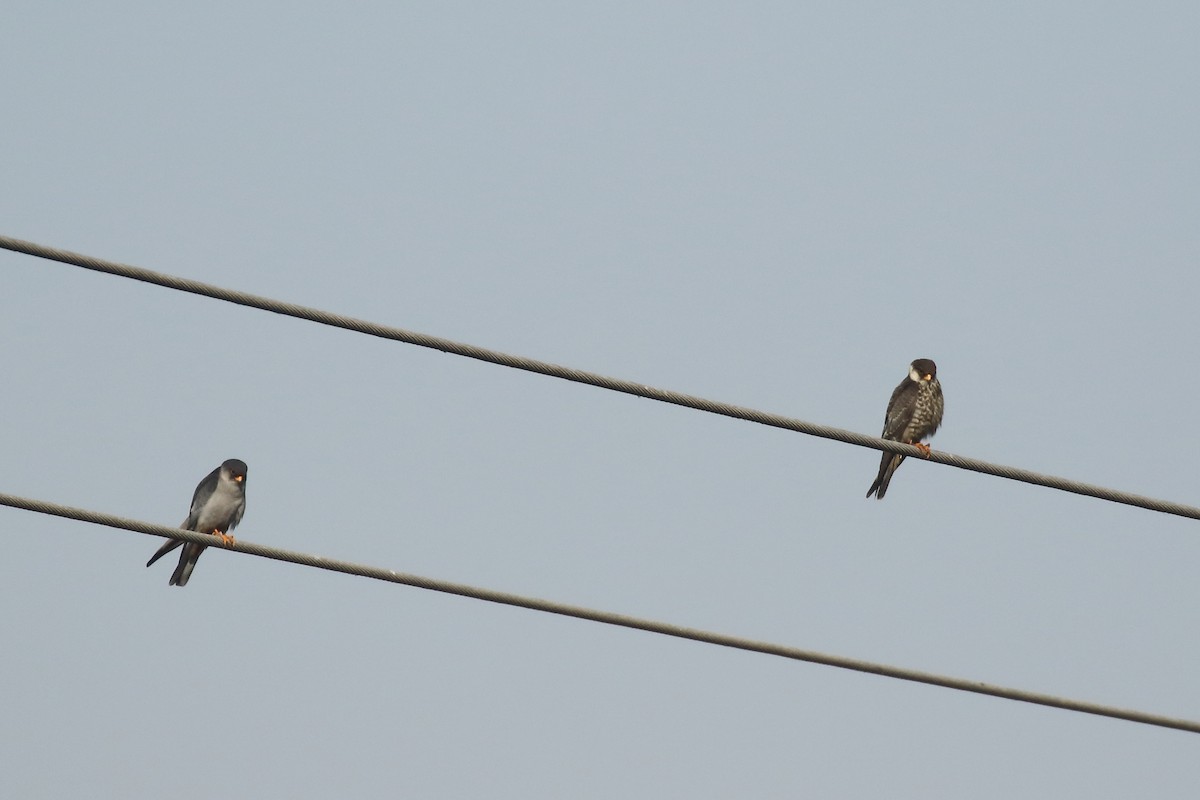 Amur Falcon - ML646795471