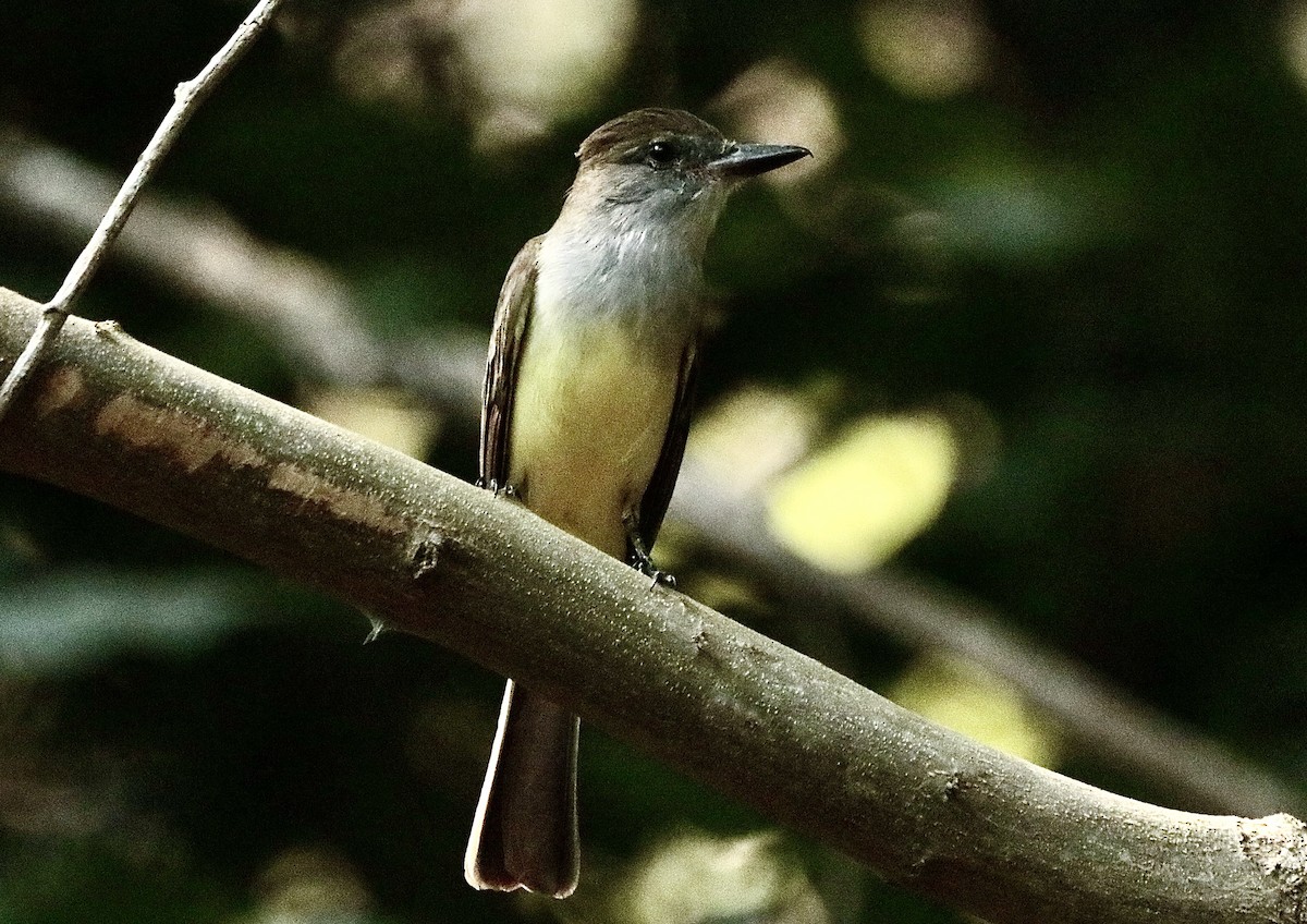Ash-throated Flycatcher - ML646795475