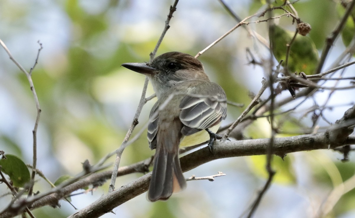 Nutting's Flycatcher - ML646795476