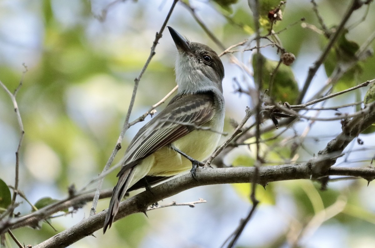Nutting's Flycatcher - ML646795477
