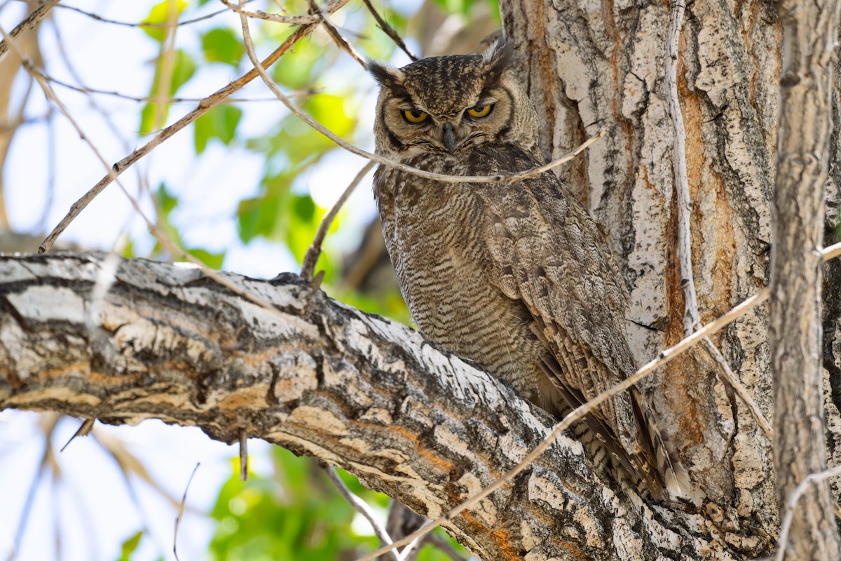 Lesser Horned Owl - ML646795478
