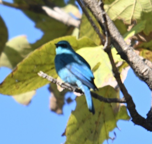 talassinfluesnapper - ML646795480