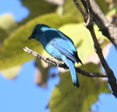 talassinfluesnapper - ML646795481