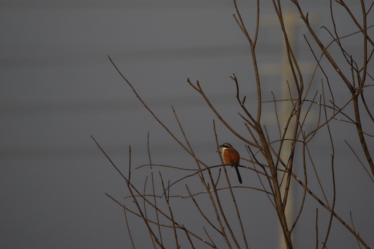 Long-tailed Shrike - ML646795482