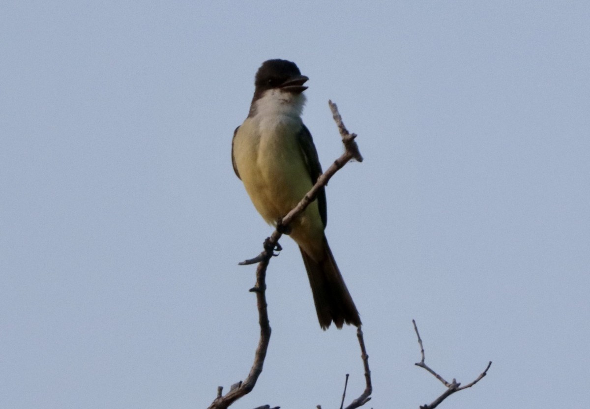 Thick-billed Kingbird - ML646795483