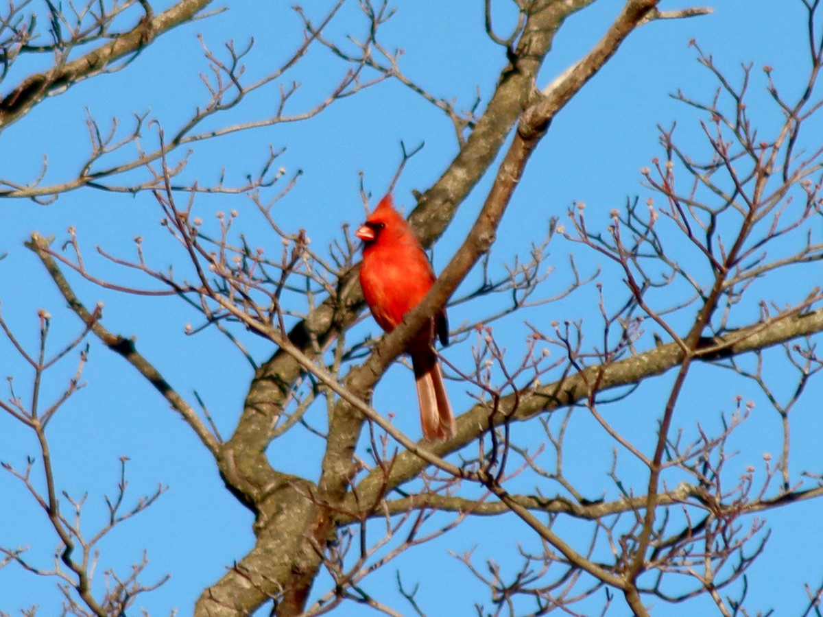 Northern Cardinal - ML646795487