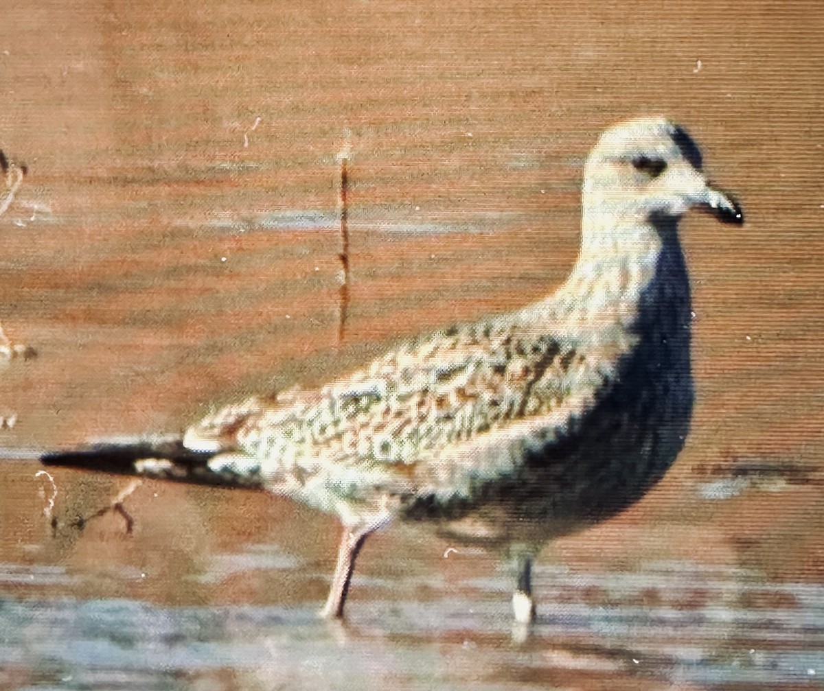 ニシセグロカモメ - ML646795489