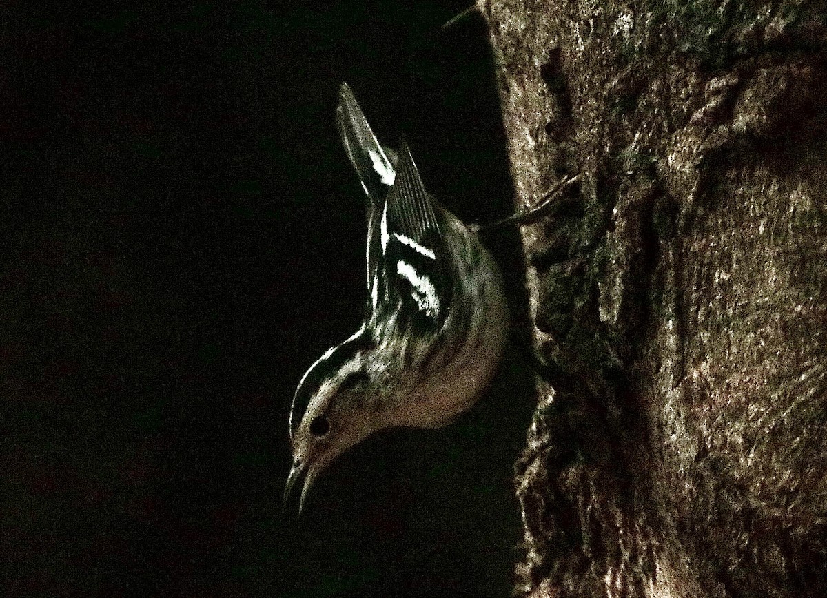 Black-and-white Warbler - ML646795490