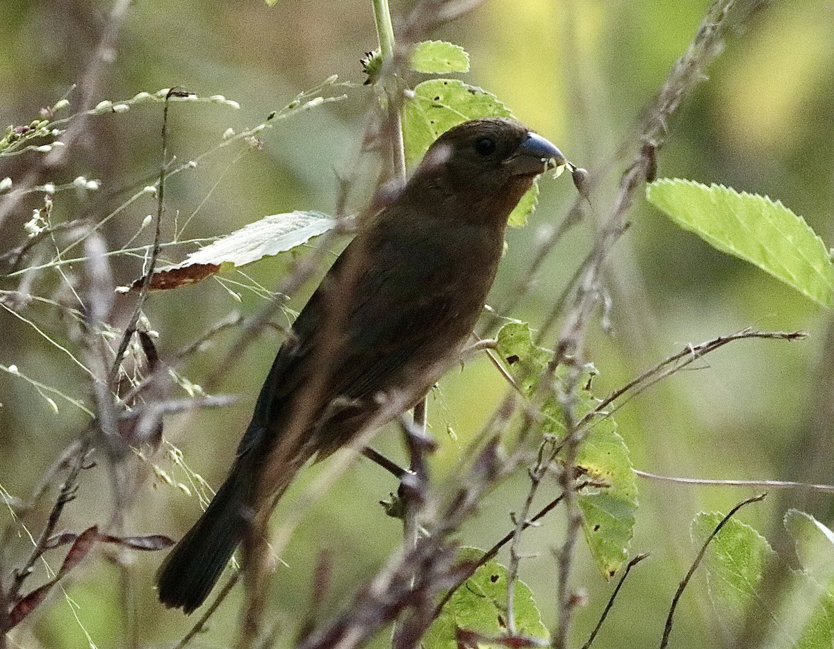 Blue Bunting - ML646795491