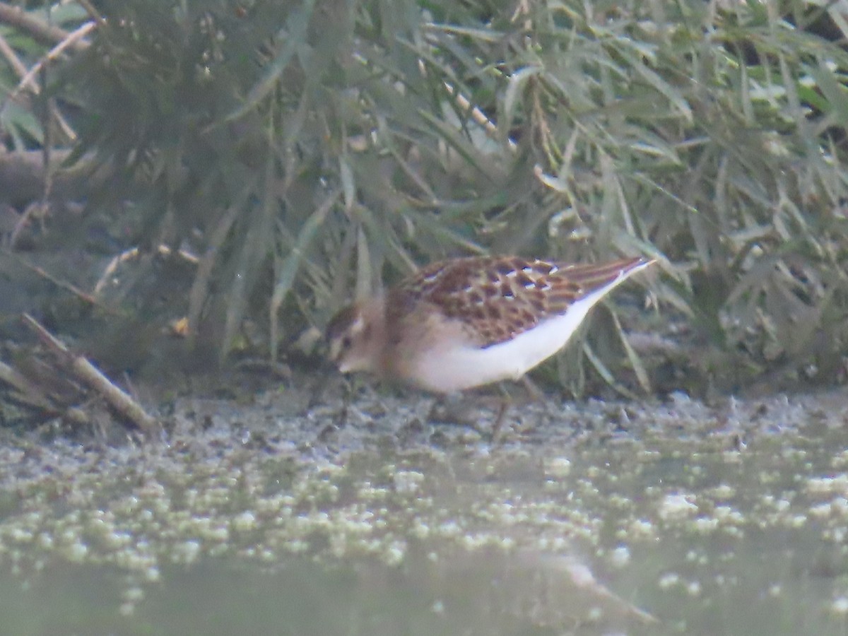 חופית זעירה - ML646795492