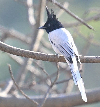 gallaparadismonark - ML646795496