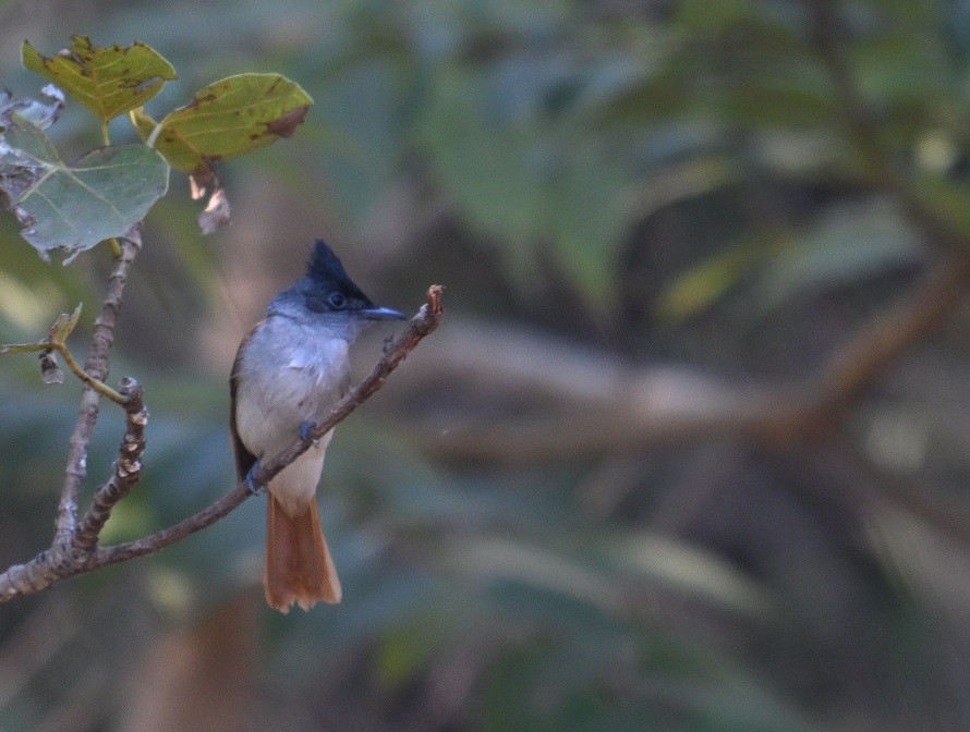 gallaparadismonark - ML646795497