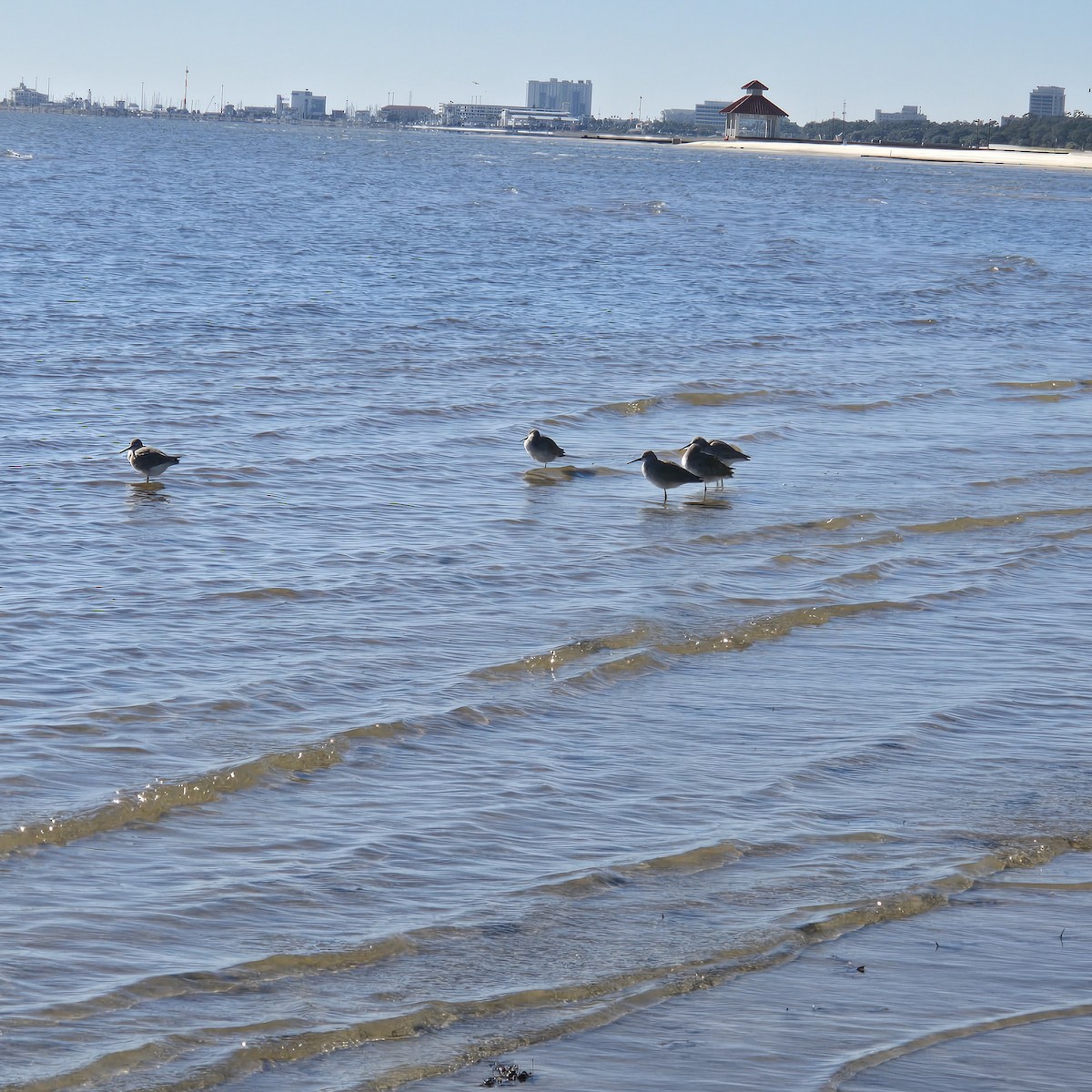 Schlammtreter - ML646795500