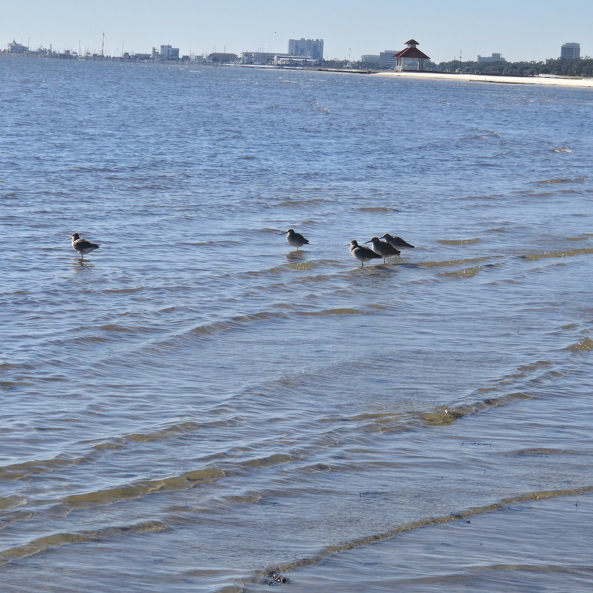 Schlammtreter - ML646795501