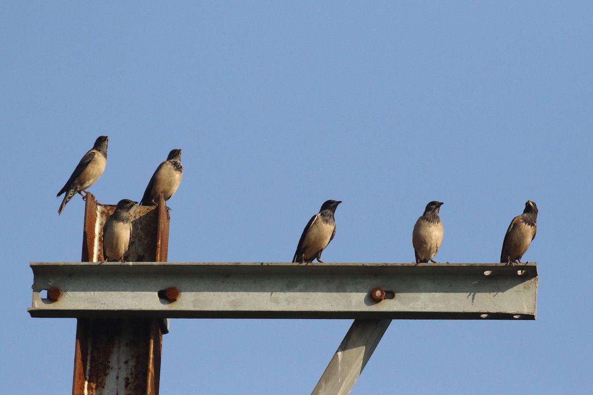 Rosy Starling - ML646795504