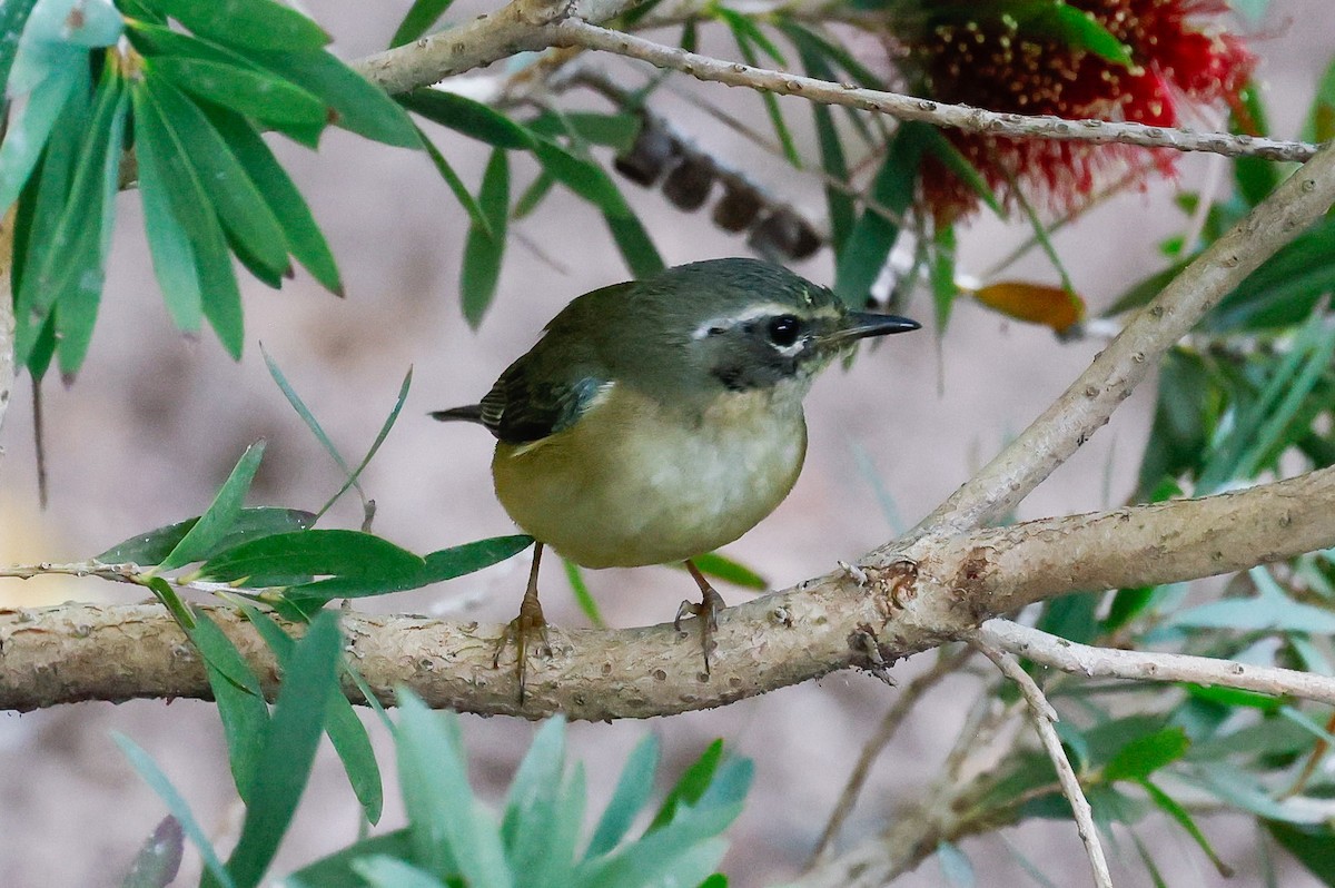 Black-throated Blue Warbler - ML646795505