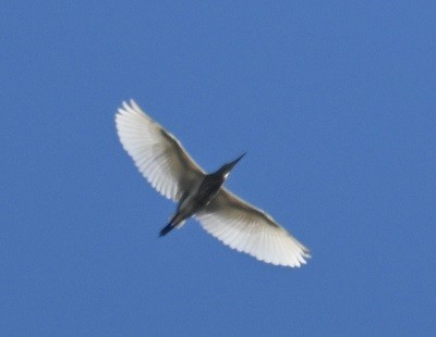 Indian Pond-Heron - ML646795507