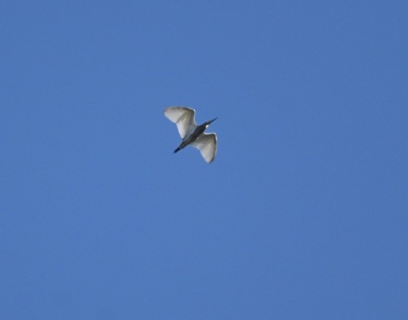 Indian Pond-Heron - ML646795508