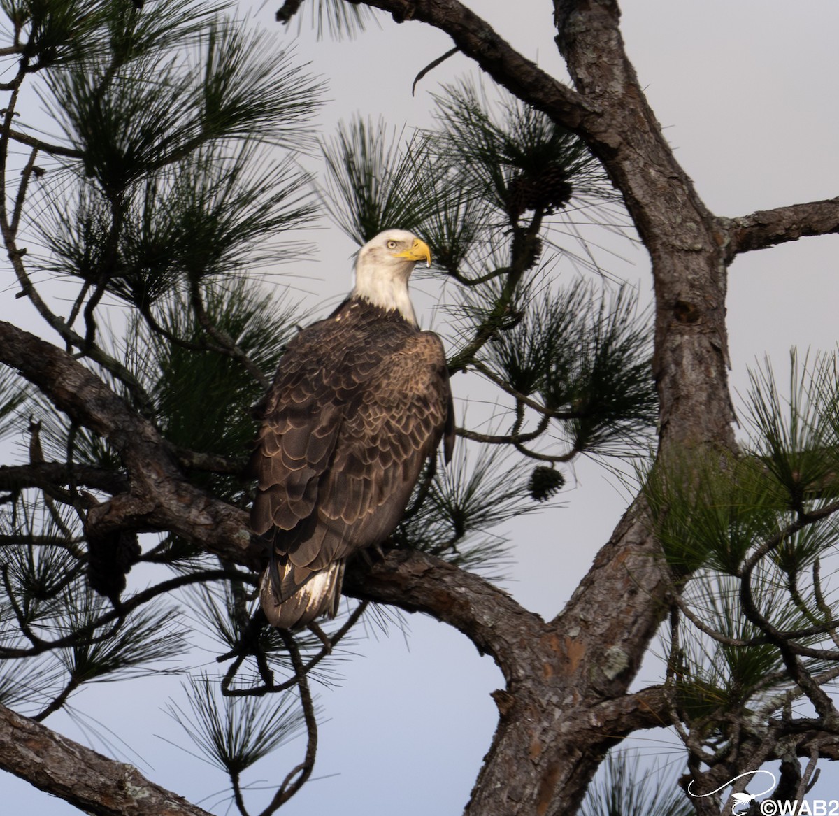 Pygargue à tête blanche - ML646795510
