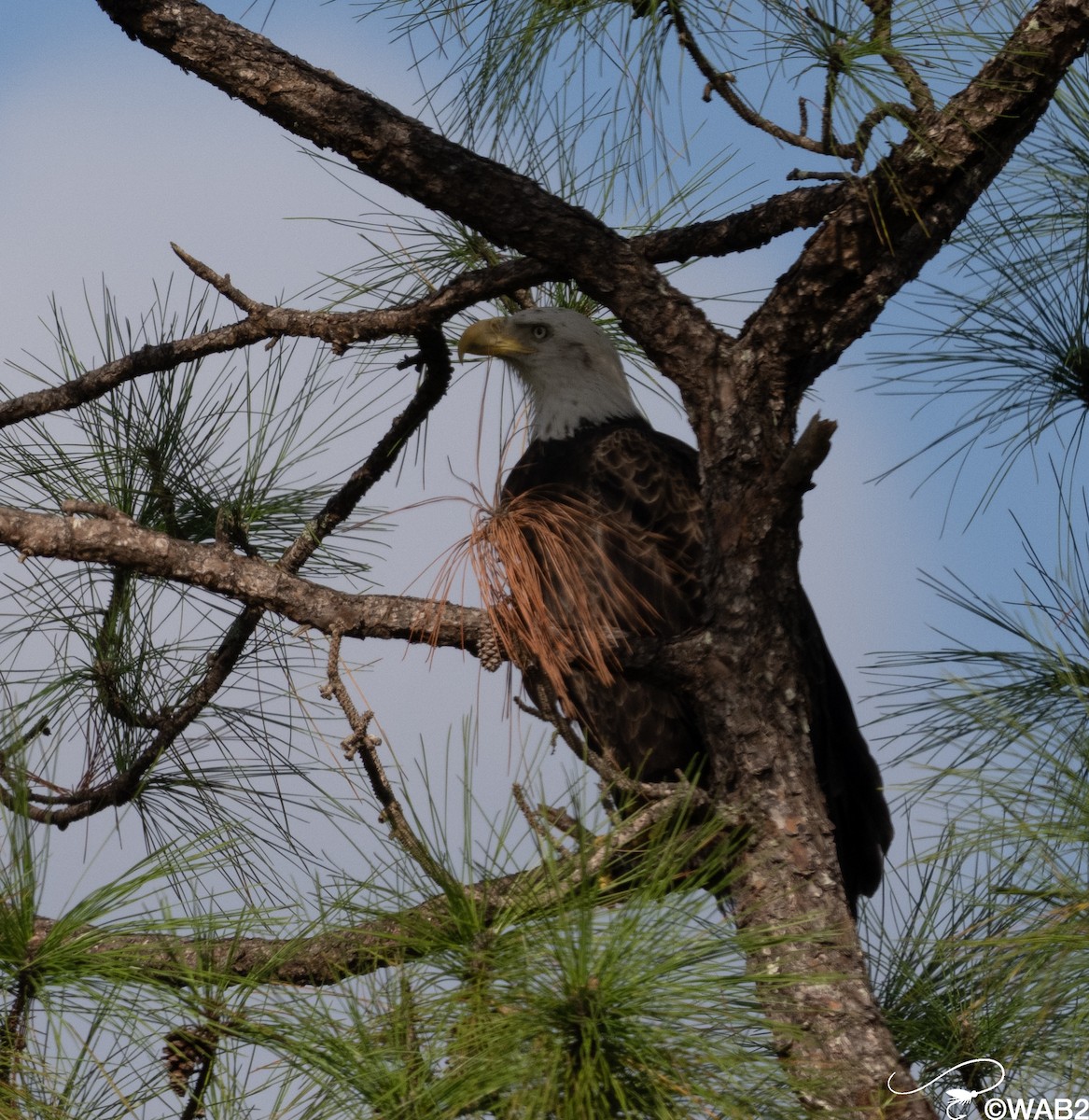 Pygargue à tête blanche - ML646795511