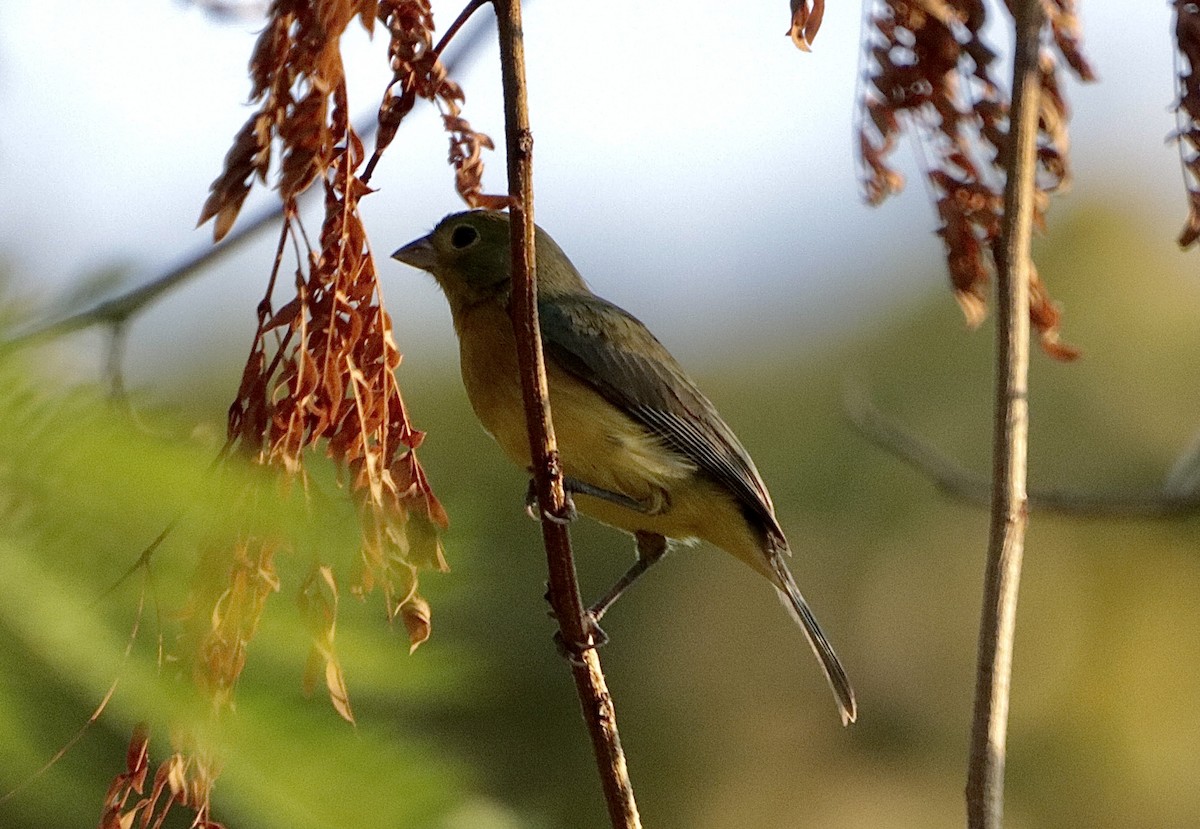 Orange-breasted Bunting - ML646795514