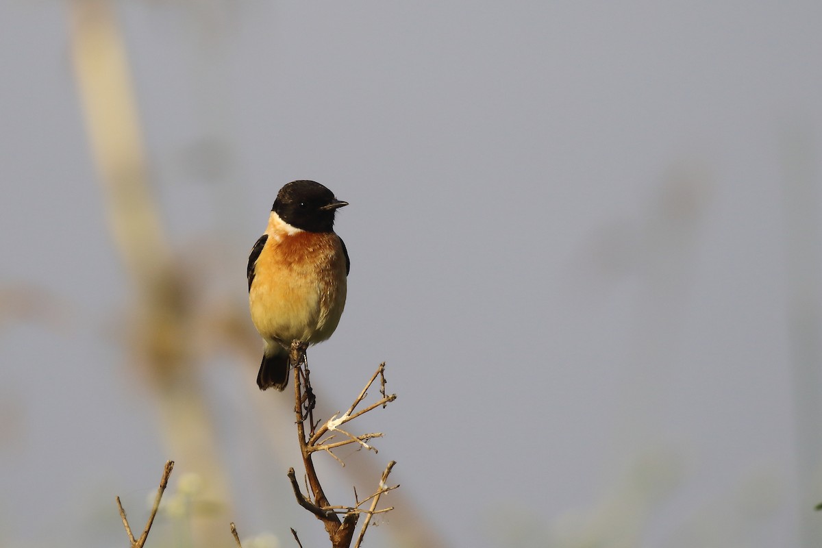 Siberian Stonechat - ML646795515