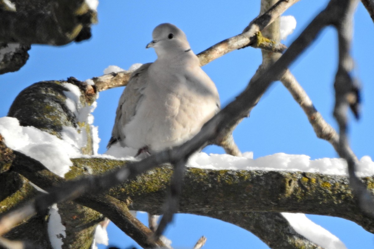 Буулгат хүүрзгэнэ - ML646795517