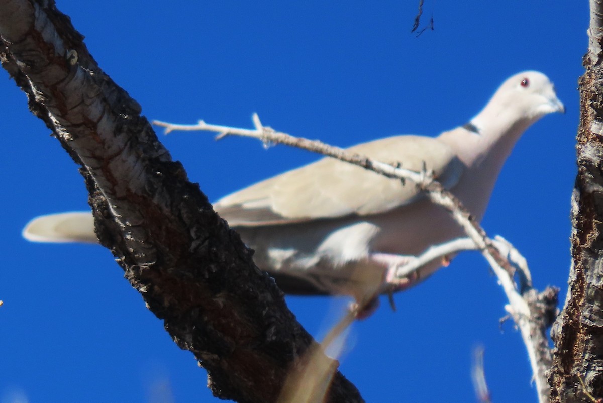 Буулгат хүүрзгэнэ - ML646795524