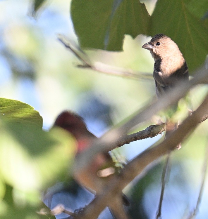 rosenfink - ML646795525