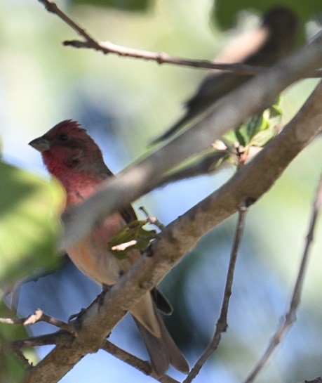 rosenfink - ML646795526