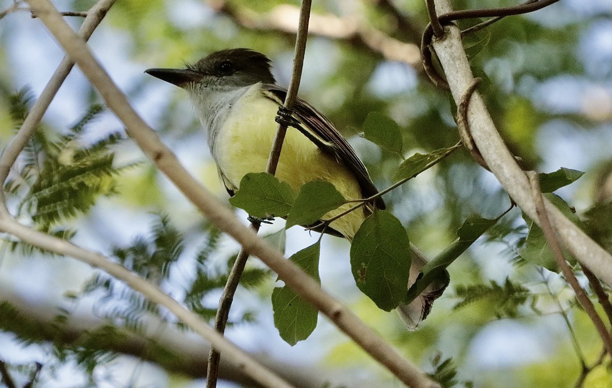 Nutting's Flycatcher - ML646795527