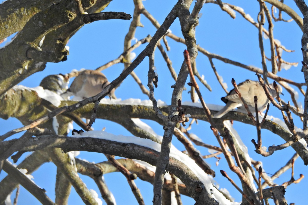 Буулгат хүүрзгэнэ - ML646795528