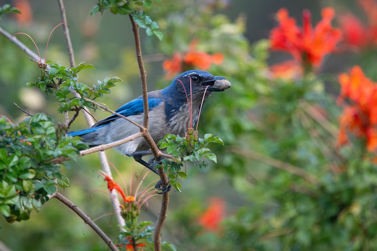 Kalifornienhäher - ML646795529