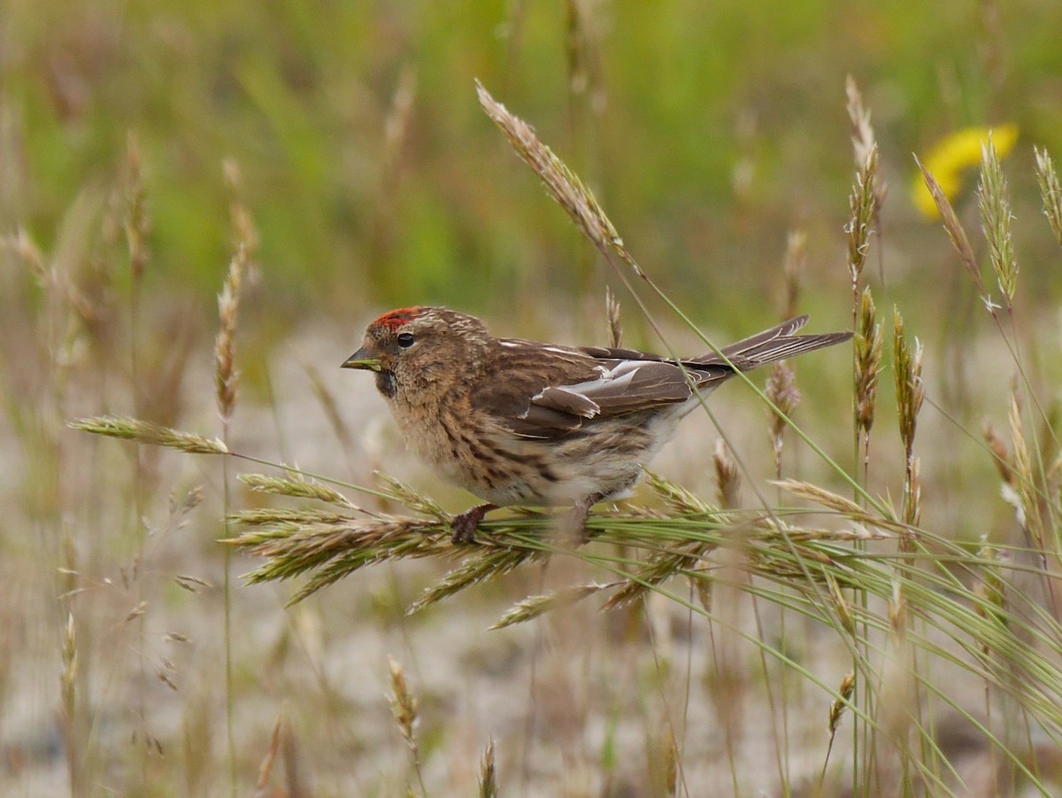 čečetka zimní (ssp. cabaret) - ML646795532