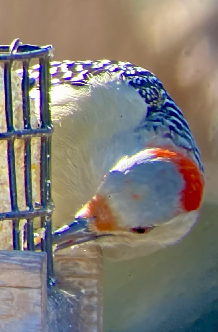 Carpintero de Carolina - ML646795537