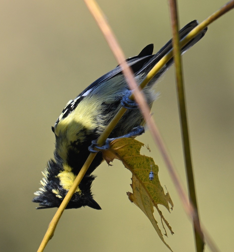 indiameis - ML646795538